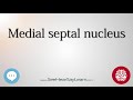 Medial septal nucleus   Anatomy of the Brain   SeeHearSayLearn 🔊