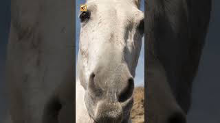 Horse Sounds (The Powerful Snort of a Majestic White Horse)