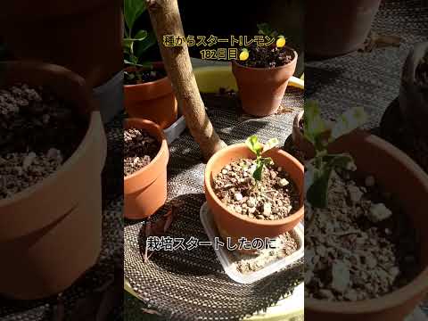エキゾチックな観葉植物 ポットでレモンの木を育てる方法