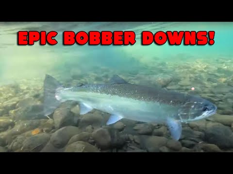 15 Mins Of BOBBER DOWN MADNESS!! TROUT & Steelhead Fishing Highlights.