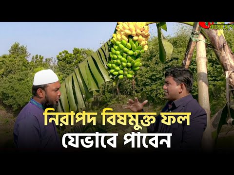 নিরাপদ বিষমুক্ত ফল যেভাবে পাবেন (Banana bagging)