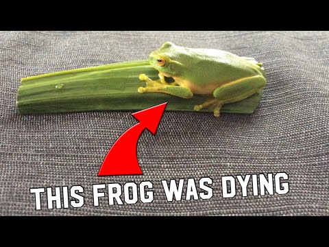I rehabilitated a Frog