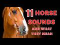 11 Horse Sounds Explained Understand Your Horse S Calls