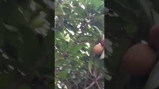 আমার গাছের কাঁচা সফেদা ফল,,,Raw white fruit from my tree...@Gameinshort997