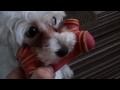 Cutest Puppy Ever