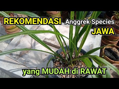 , title : '10 Anggrek Species Jawa yang Mudah di Rawat (Part 1)'