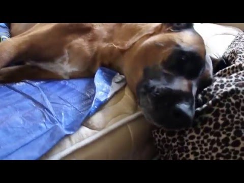 Nazeer in distress. We don't know what he is trying to tell us!