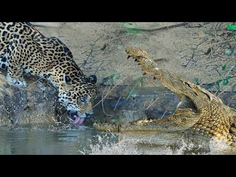 A leopard Was Reckless Plunge Into Crocodile Herd Steal Food
