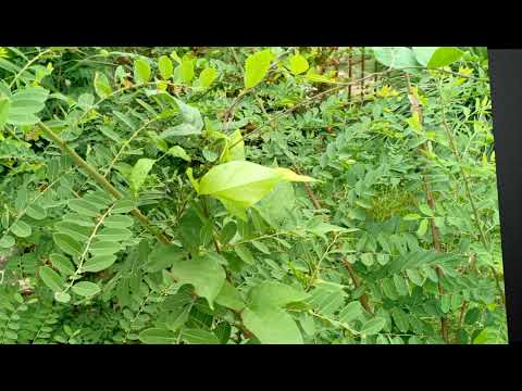 Thể hiện bởi Hoài Mỹ