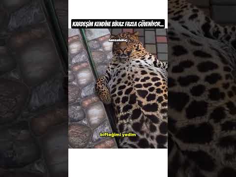 OBEZ KAPLAN! 🐯