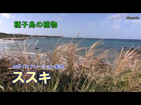 シルバーススキ 植物