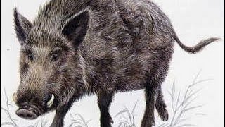 [Pt.1] Origins of the name Jesus: JESUS = EARTH PIG in Greek-Latin