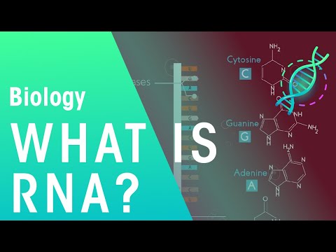 What is RNA | Genetics | Biology | FuseSchool