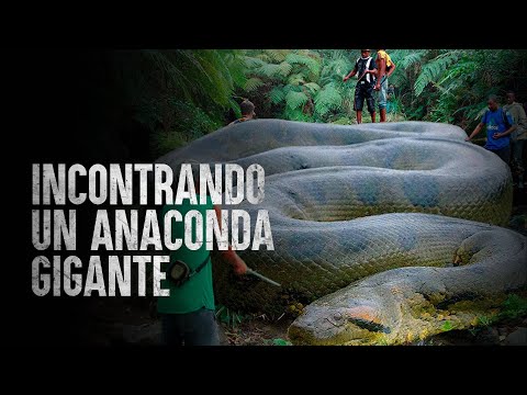 Come Sopravvivere a un Anaconda Gigante