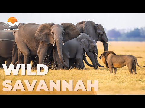 WILD SAVANNAH | African Elephants: Giants of the Savannah | Wildlife Documentary