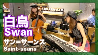 Download lagu サン＝サーンス:白鳥(チェロ・ピアノ)／Saint-seans:Swan(Cello・Piano)朝♪クラ～Asa－Kura～ mp3