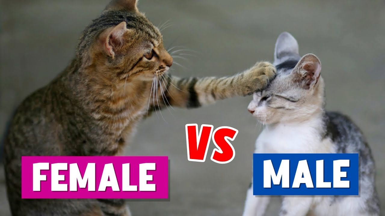 The UNIQUE Differences Between MALE & FEMALE Cats! 😾😻