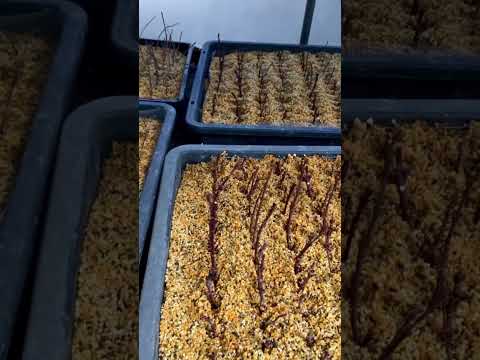 種、挿し木、または若木から盆栽を育てるにはどうすればよいですか?  庭園