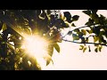 DARK SIENNA - Roger and Brian Eno