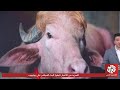 ترمب ينقذ جاموس
