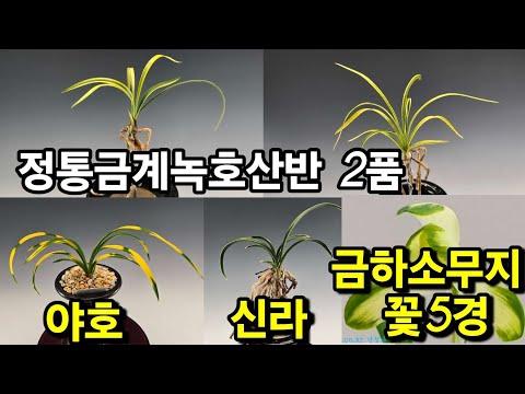 유튜브 썸네일