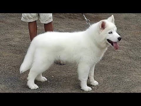 White syberian husky puppy sale in Pune and all Maharashtra delivery 📞7057190606