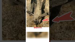 It&#39;s in hibernation mode. #shorts #ytshorts