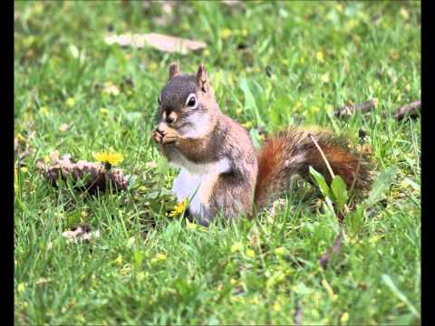 Henry Mancini The Inspector Clouseau Theme