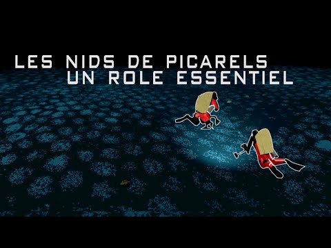 DES ANGES ET DES NIDS | EPISODE 2 : Les nids de picarels, un rôle essentiel