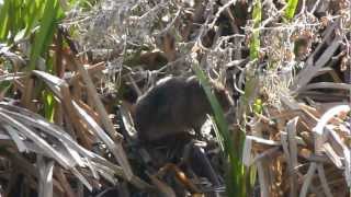 preview picture of video 'European Water Vole, Bibury, Gloucestershire'