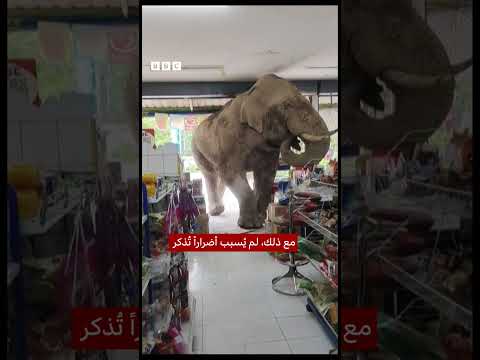 فيديو | فيل جائع يقتحم متجراً في تايلاند بحثاً عن وجبة خفيفة