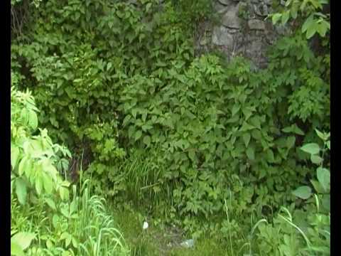 Fostul beci domnesc de la biserica din Com. Manastirea Casin, jud. Bacau