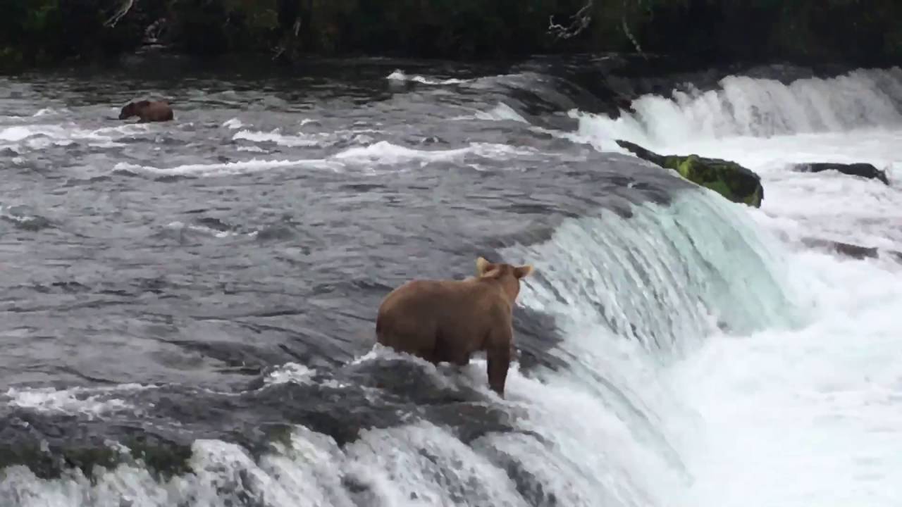 Bear cubs going over the falls - YouTube