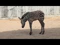 Baby Zebra Disney S Animal Kingdom Walt Disney World Resort