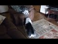 Dandie Dinmont Terrier - Dandie Dinmont Terrier Tug of War