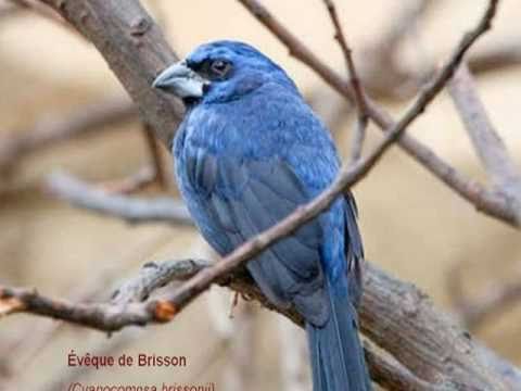 My Choice - Johann Strauss: Waltz Medley (Part 2 of 2)