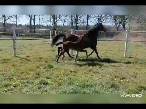 HF v FRANKLIN x ROYAL HIT x LANDADEL *8.3.2020