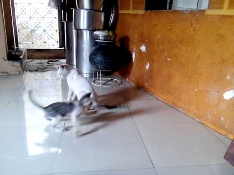 ABHIJIT MALANDKAR cats playing fighting SUNNY home