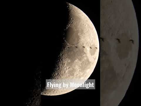 Birds Flying Across the Moon #nature #moon #moonlight #sonya1 #sony200600 #wildlife #ufo #alien