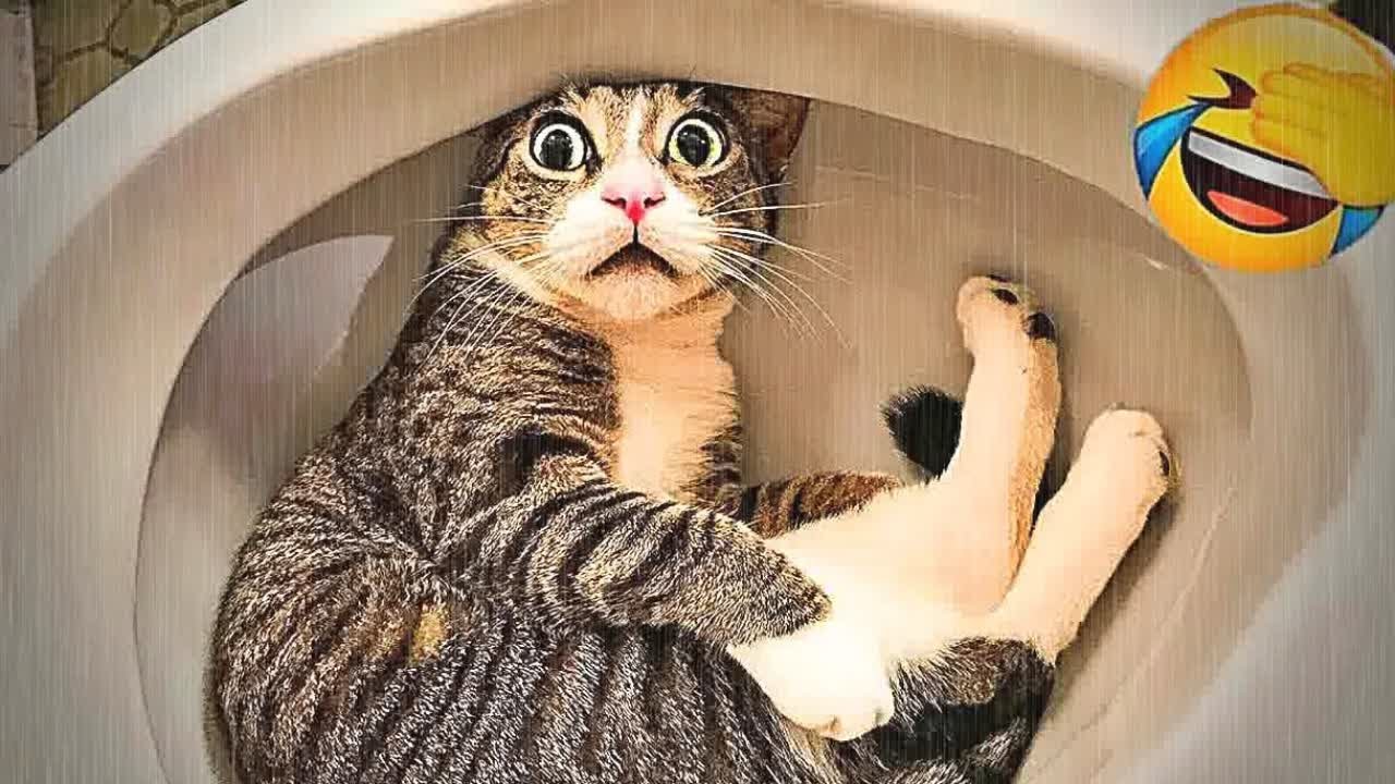 You Laugh You Lose😹🐕Funniest Dogs and Cats 2024😹