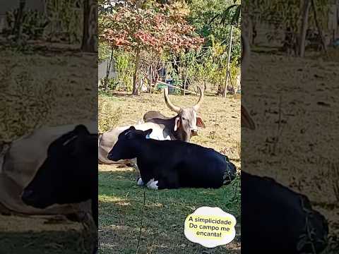 🐂🐄🐔🌿Um pedacinho da vida na área rural de Era Nova, em Alpercata - MG. 💛