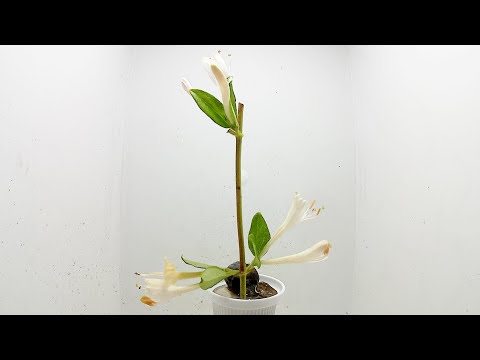 スイカズラは霜を恐れますか？お手入れに関する私たちのアドバイス！  庭園