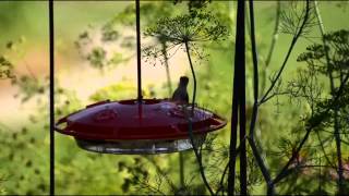 Hummingbird gets dive bombed at feeder by male.