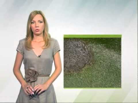 Zelena prognoza 18.7.2014. - Lisna pegavost i pepelnica šećerne repe