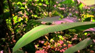 Stephin Merritt - A Million Trillion Bugs (Biodiversity)