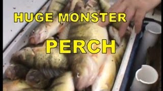 HUGE MONSTER YELLOW PERCH FISHING