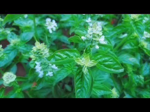 download lagu mp3 mp4 Plants Exhibition In Mumbai 2019, download lagu Plants Exhibition In Mumbai 2019 gratis, unduh video klip Plants Exhibition In Mumbai 2019