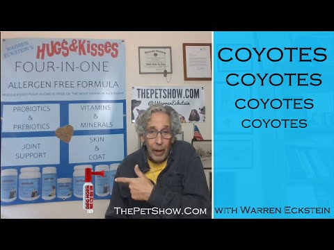 COYOTES-COYOTES-COYOTES! How to protect your pets.