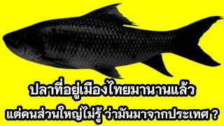 ปลาที่หลายคนเข้าใจผิด คิดว่าเป็นปลาพื้นบ้านไทย