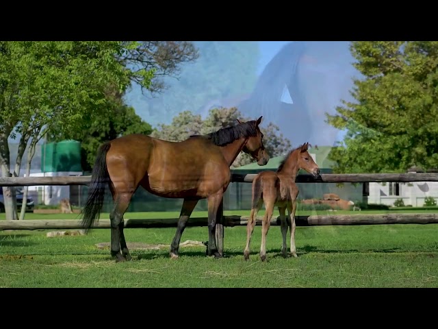 Callaho Ipanema Colt at Foot